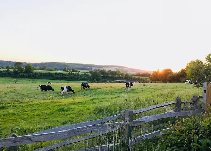The Cow Hide